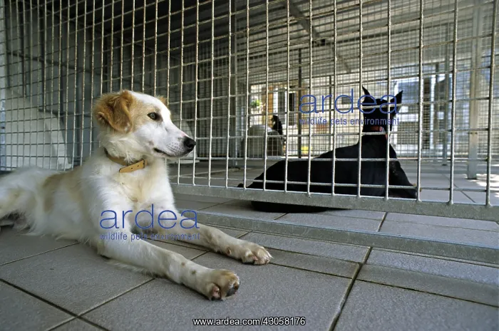 : Dogs resident Refuge of Beauregard Burgundy France : Dogs resident Refuge of Beauregard Burgundy France