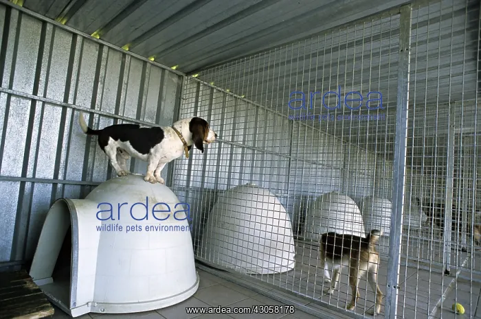 : Dogs resident Refuge of Beauregard Burgundy France : Dogs resident Refuge of Beauregard Burgundy France