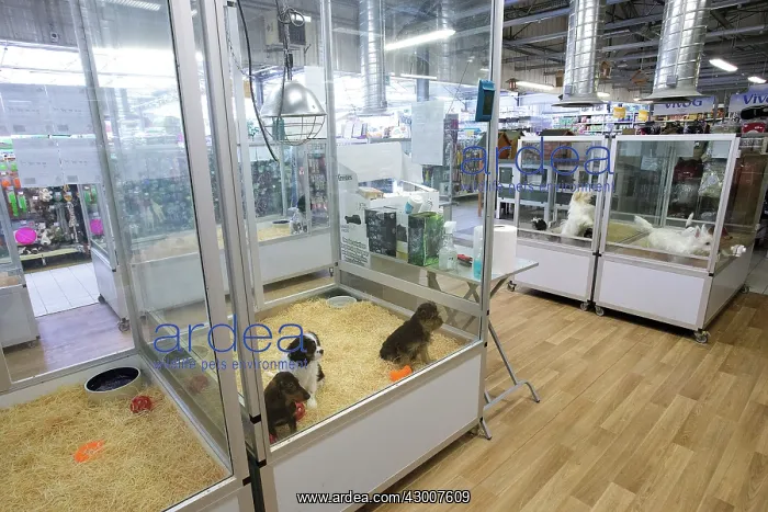  : Dogs for sale in pet shop