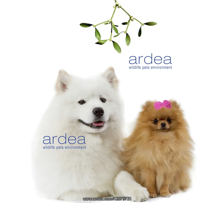 : Dogs - Samoyed & Pomeranian / dwarf German Spitz : Dogs - Samoyed & Pomeranian / dwarf German Spitz
