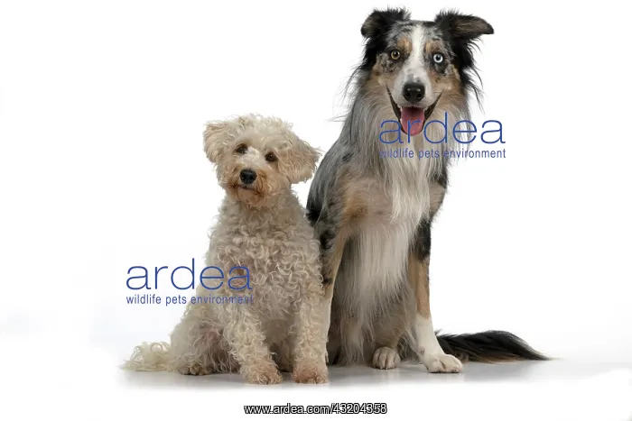 : DOGS. Schnoodle, (Schnauzer X Poodle ) collie X : DOGS. Schnoodle, (Schnauzer X Poodle ) collie X
