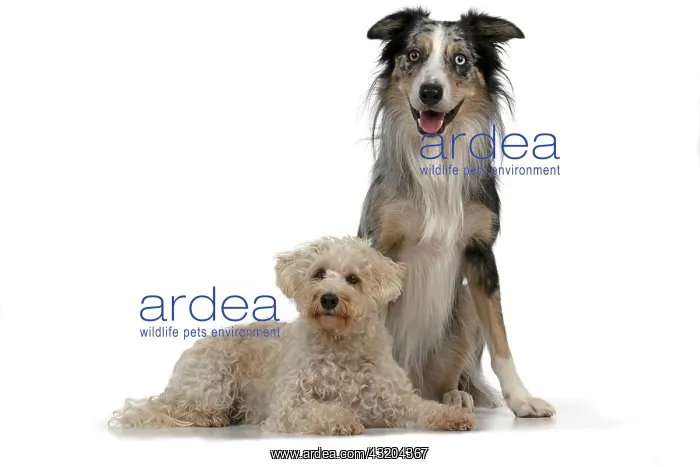 : DOGS. Schnoodle, (Schnauzer X Poodle ) collie X : DOGS. Schnoodle, (Schnauzer X Poodle ) collie X