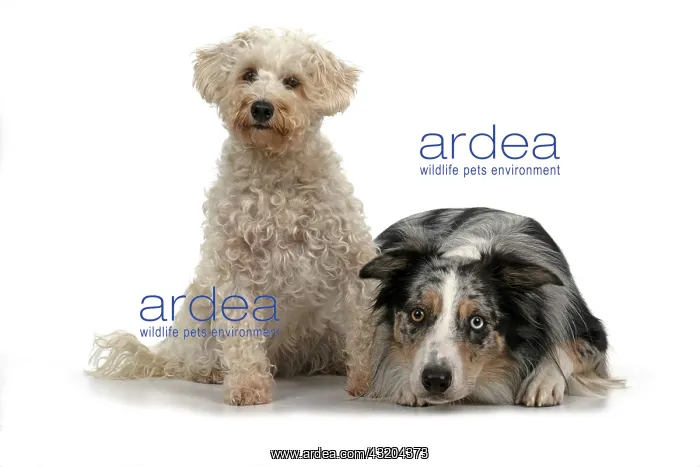  : DOGS. Schnoodle, (Schnauzer X Poodle ) collie X