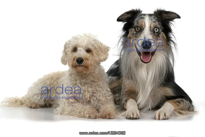 : DOGS. Schnoodle, (Schnauzer X Poodle ) collie X : DOGS. Schnoodle, (Schnauzer X Poodle ) collie X