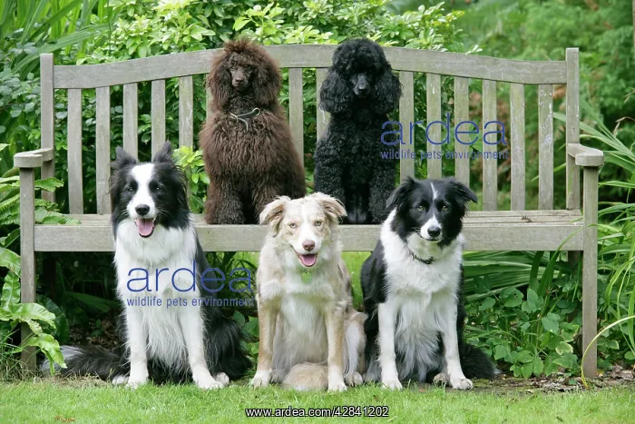  : DOGS. Sitting on bench
