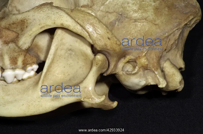 : Dog's Skull - Close Up View showing the articulation : Dog's Skull - Close Up View showing the articulation