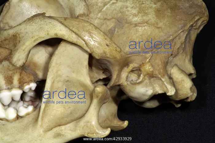 : Dog's Skull - Close Up View showing dislocation : Dog's Skull - Close Up View showing dislocation