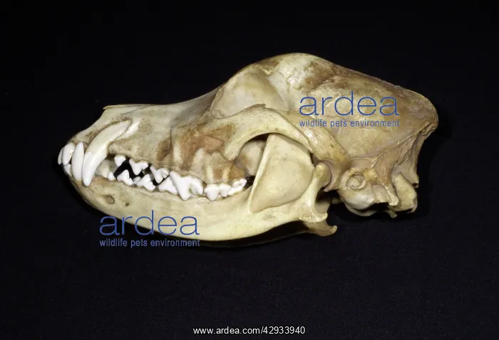 : Dog's Skull Left side - Left side with bone over : Dog's Skull Left side - Left side with bone over