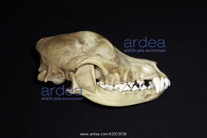 : Dog's Skull Right Side : Dog's Skull Right Side