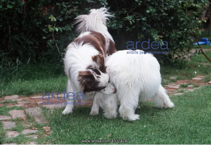 : DOGS - Sniffing each other : DOGS - Sniffing each other