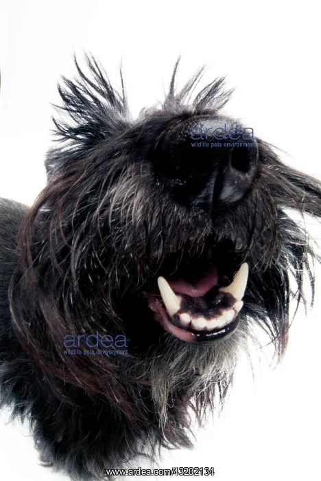  : Dog's snout, Scottish Terrier, black