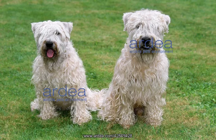 : DOGS - Soft Coated Wheaten Terrier, sitting on grass : DOGS - Soft Coated Wheaten Terrier, sitting on grass