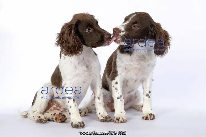 : DOGS. Springer Spaniel puppies 15 weeks old : DOGS. Springer Spaniel puppies 15 weeks old