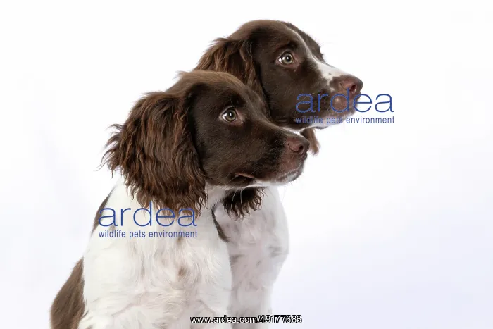 : DOGS. Springer Spaniel puppies 15 weeks old : DOGS. Springer Spaniel puppies 15 weeks old
