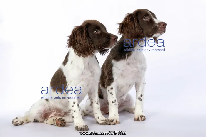 : DOGS. Springer Spaniel puppies 15 weeks old : DOGS. Springer Spaniel puppies 15 weeks old