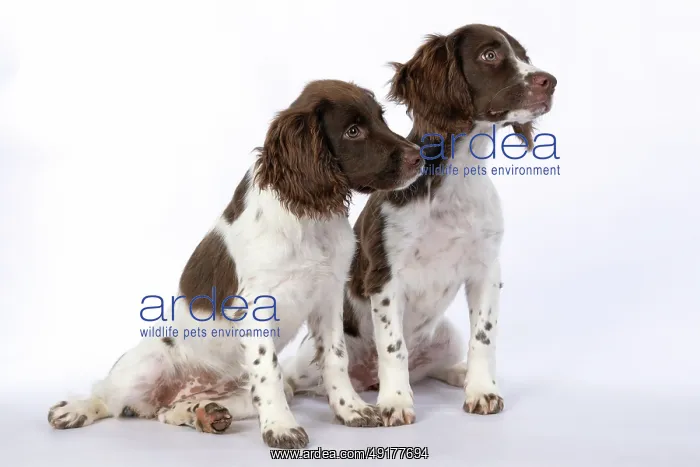 : DOGS. Springer Spaniel puppies 15 weeks old : DOGS. Springer Spaniel puppies 15 weeks old