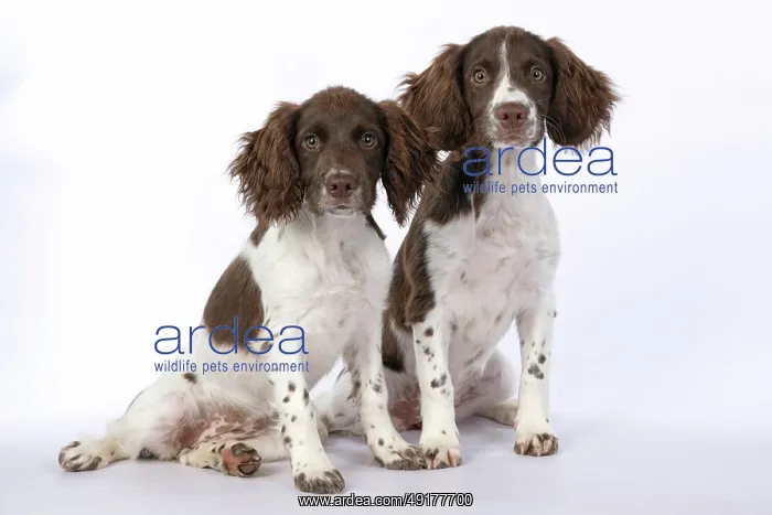 : DOGS. Springer Spaniel puppies 15 weeks old : DOGS. Springer Spaniel puppies 15 weeks old