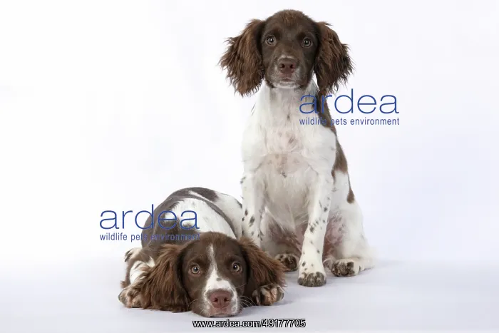 : DOGS. Springer Spaniel puppies 15 weeks old : DOGS. Springer Spaniel puppies 15 weeks old