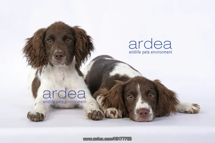 : DOGS. Springer Spaniel puppies 15 weeks old : DOGS. Springer Spaniel puppies 15 weeks old