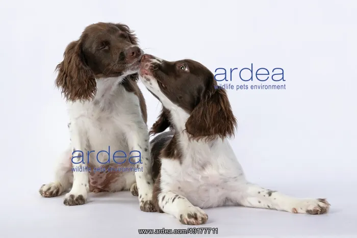 : DOGS. Springer Spaniel puppies 15 weeks old : DOGS. Springer Spaniel puppies 15 weeks old