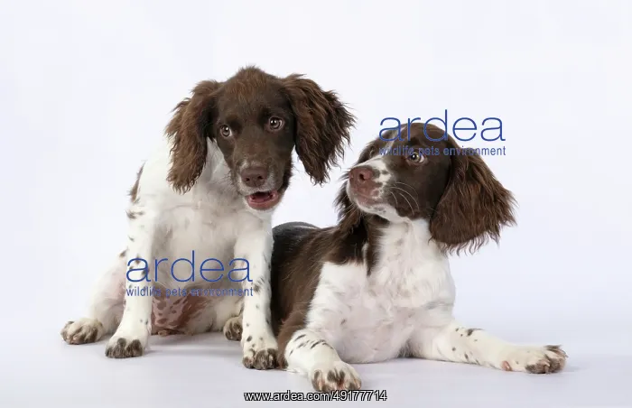 : DOGS. Springer Spaniel puppies 15 weeks old : DOGS. Springer Spaniel puppies 15 weeks old