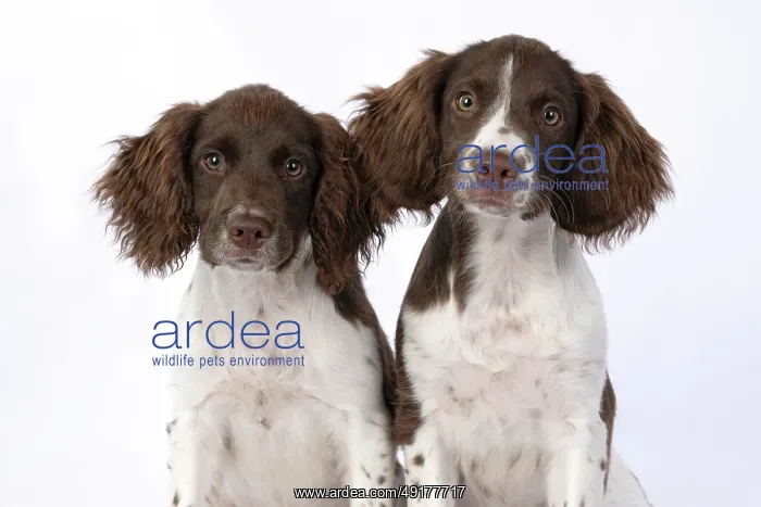 : DOGS. Springer Spaniel puppies 15 weeks old : DOGS. Springer Spaniel puppies 15 weeks old