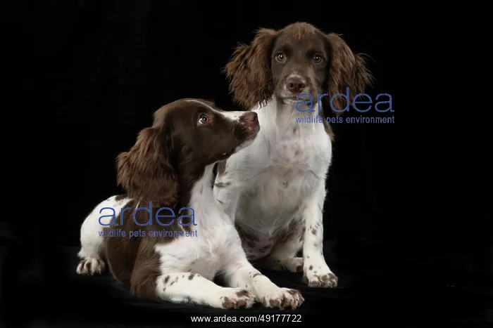 : DOGS. Springer Spaniel puppies 15 weeks old : DOGS. Springer Spaniel puppies 15 weeks old
