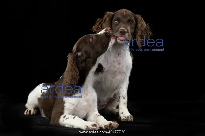 : DOGS. Springer Spaniel puppies 15 weeks old : DOGS. Springer Spaniel puppies 15 weeks old