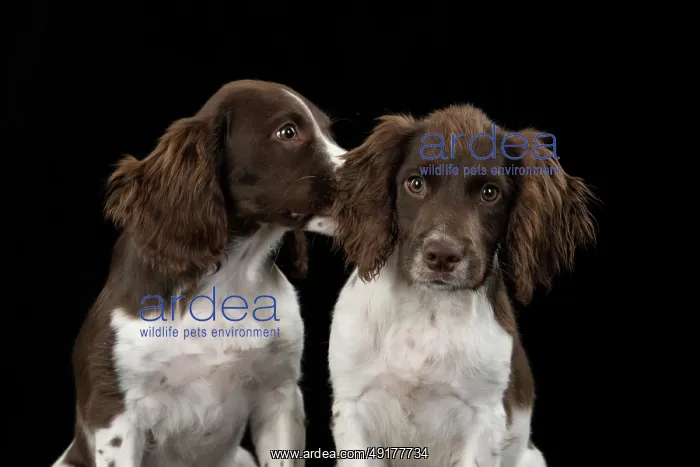 : DOGS. Springer Spaniel puppies 15 weeks old : DOGS. Springer Spaniel puppies 15 weeks old