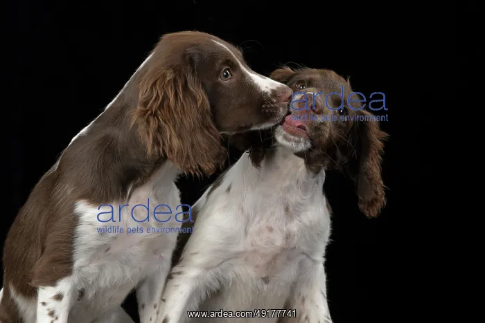 : DOGS. Springer Spaniel puppies 15 weeks old : DOGS. Springer Spaniel puppies 15 weeks old