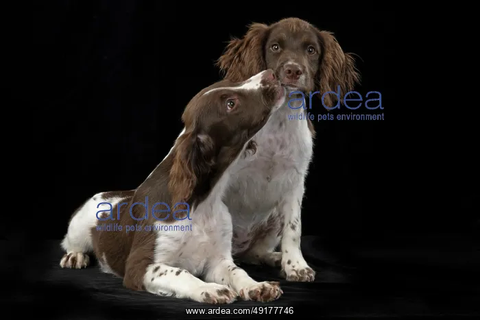 : DOGS. Springer Spaniel puppies 15 weeks old : DOGS. Springer Spaniel puppies 15 weeks old