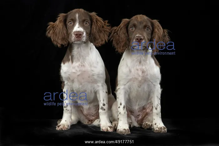 : DOGS. Springer Spaniel puppies 15 weeks old : DOGS. Springer Spaniel puppies 15 weeks old