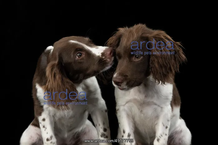 : DOGS. Springer Spaniel puppies 15 weeks old : DOGS. Springer Spaniel puppies 15 weeks old