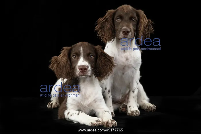: DOGS. Springer Spaniel puppies 15 weeks old : DOGS. Springer Spaniel puppies 15 weeks old
