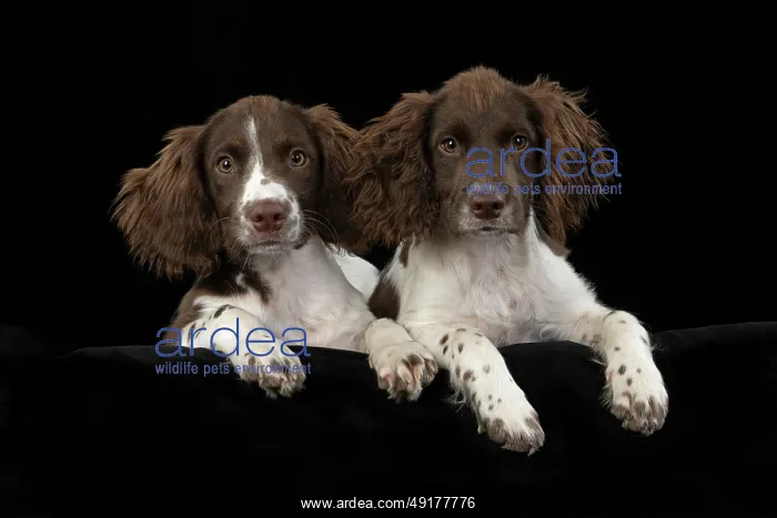 : DOGS. Springer Spaniel puppies 15 weeks old : DOGS. Springer Spaniel puppies 15 weeks old