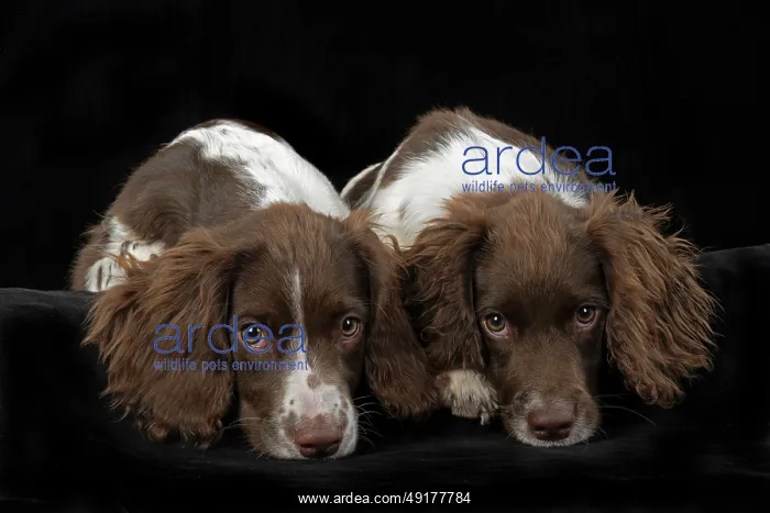: DOGS. Springer Spaniel puppies 15 weeks old : DOGS. Springer Spaniel puppies 15 weeks old