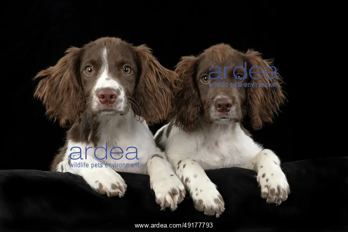 : DOGS. Springer Spaniel puppies 15 weeks old : DOGS. Springer Spaniel puppies 15 weeks old