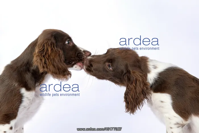 : DOGS. Springer Spaniel puppies 15 weeks old : DOGS. Springer Spaniel puppies 15 weeks old