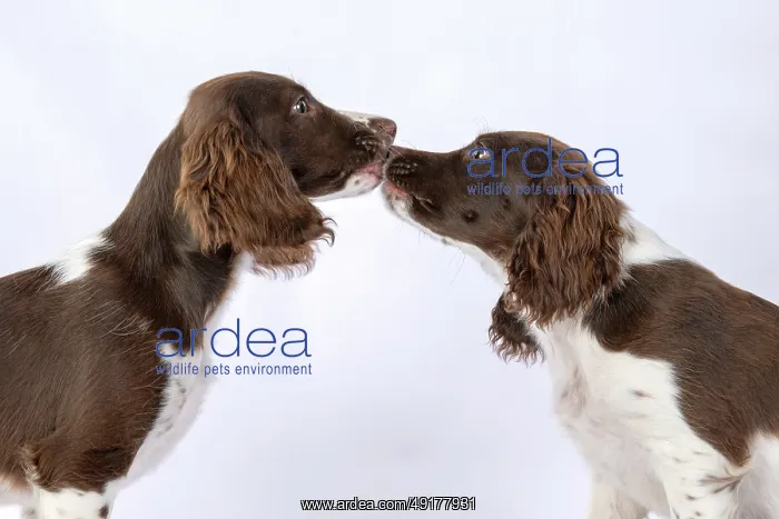 : DOGS. Springer Spaniel puppies 15 weeks old : DOGS. Springer Spaniel puppies 15 weeks old