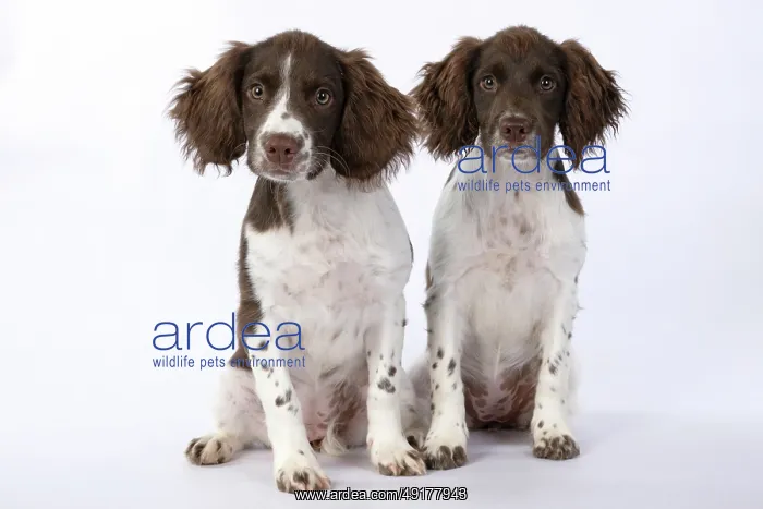 : DOGS. Springer Spaniel puppies 15 weeks old : DOGS. Springer Spaniel puppies 15 weeks old