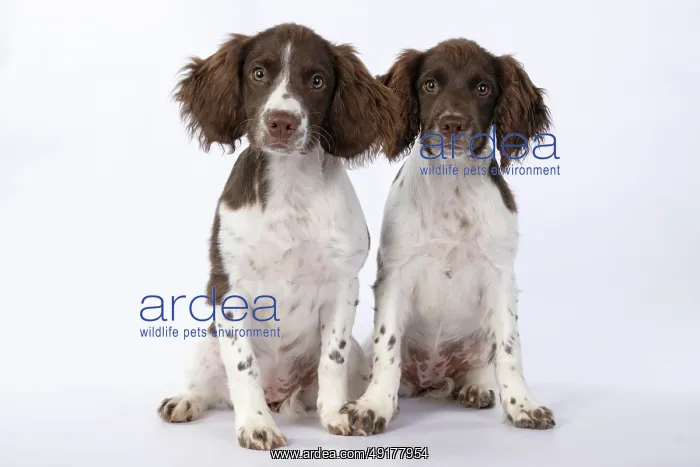 : DOGS. Springer Spaniel puppies 15 weeks old : DOGS. Springer Spaniel puppies 15 weeks old