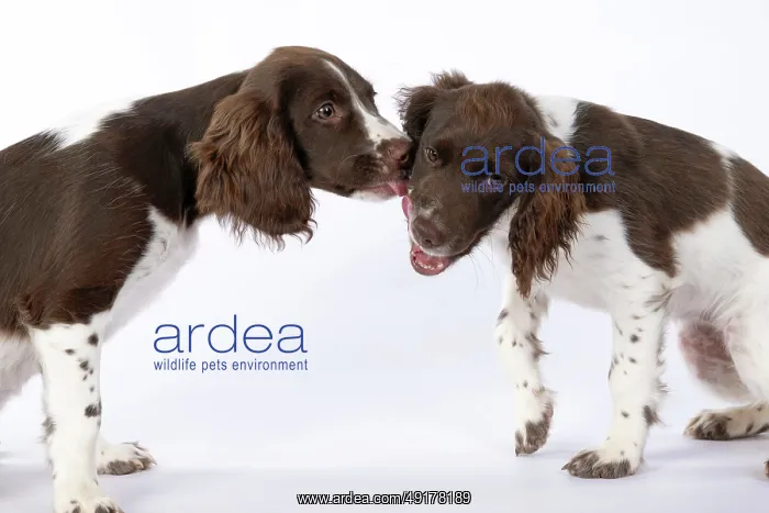 : DOGS. Springer Spaniel puppies 15 weeks old : DOGS. Springer Spaniel puppies 15 weeks old