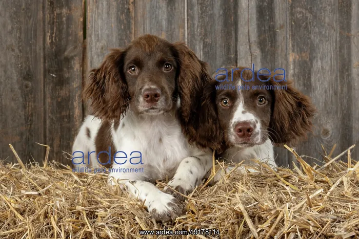 : DOGS. Springer Spaniel puppies 15 weeks old on straw bales : DOGS. Springer Spaniel puppies 15 weeks old on straw bales
