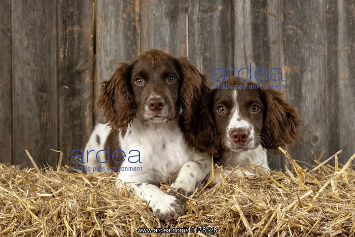  : DOGS. Springer Spaniel puppies 15 weeks old on straw bales
