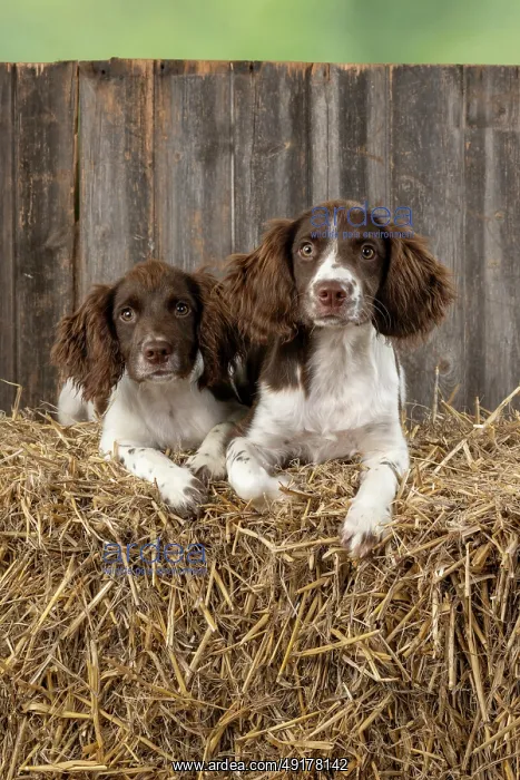 : DOGS. Springer Spaniel puppies 15 weeks old on straw bales : DOGS. Springer Spaniel puppies 15 weeks old on straw bales