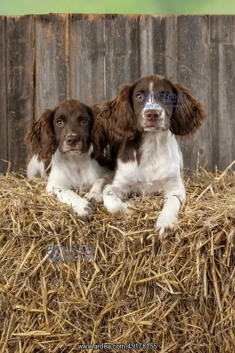 : DOGS. Springer Spaniel puppies 15 weeks old on straw bales : DOGS. Springer Spaniel puppies 15 weeks old on straw bales