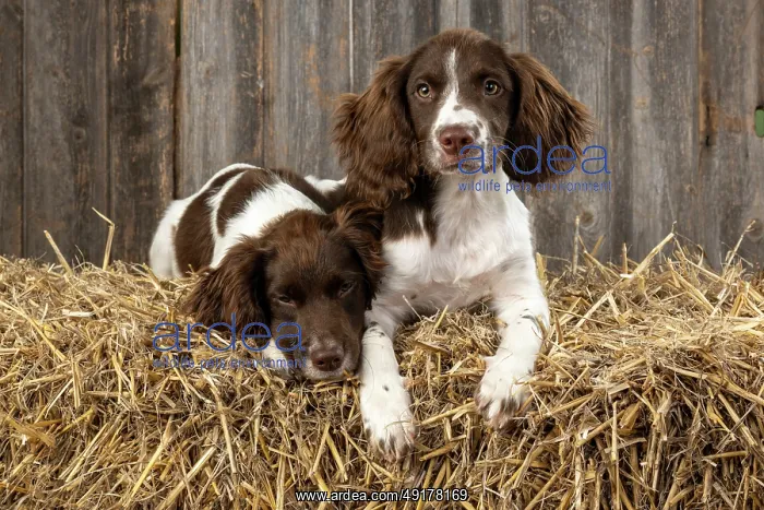 : DOGS. Springer Spaniel puppies 15 weeks old on straw bales : DOGS. Springer Spaniel puppies 15 weeks old on straw bales