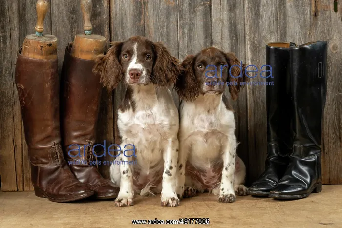 : DOGS. Springer Spaniel puppies : DOGS. Springer Spaniel puppies