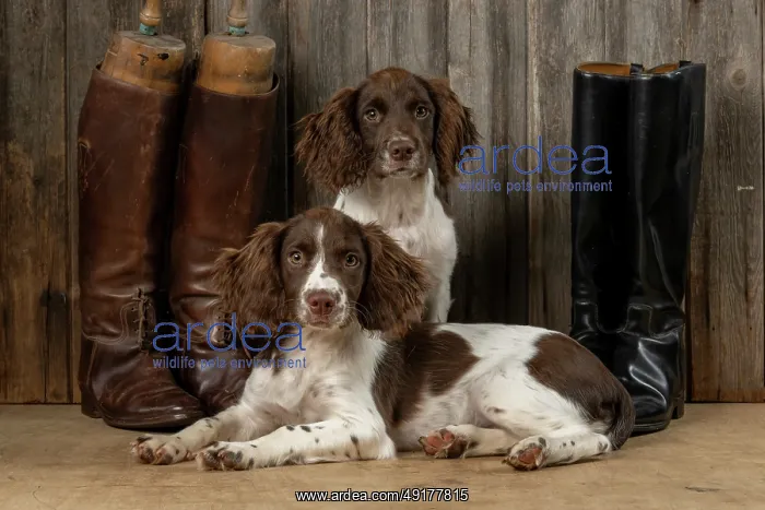 : DOGS. Springer Spaniel puppies : DOGS. Springer Spaniel puppies