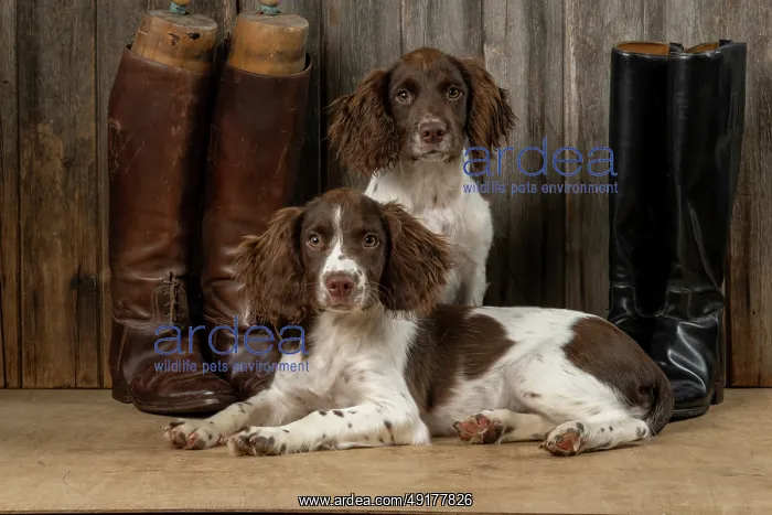 : DOGS. Springer Spaniel puppies : DOGS. Springer Spaniel puppies